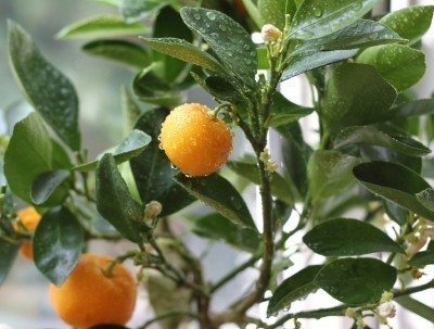 Calamondin (Calamansi) Tree (Height: 18 - 26 IN, Shape: Standard)