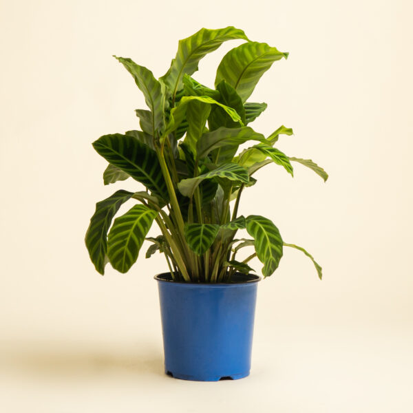 CalatheaZebrina_1