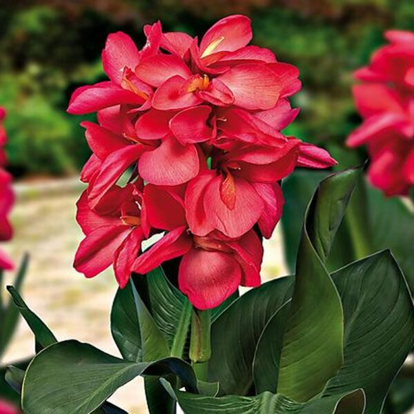 Cannasol® Happy Isabel PBR Canna Lily Plant 1