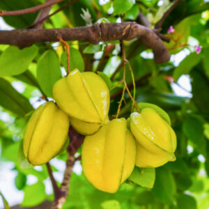 Carambola Star Fruit Tree 2