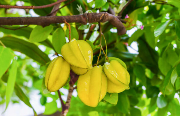 Carambola Star Fruit Tree 2