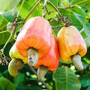 Cashew-Tree-1