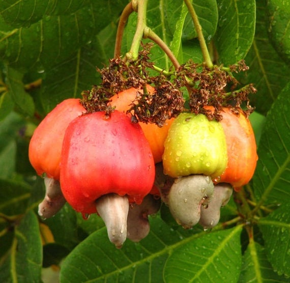 Cashew tree for sale cashew nut tree for sale citrus