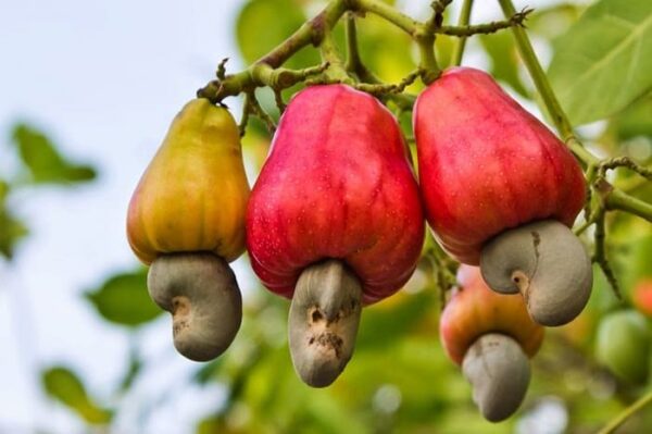 Cashew-Tree-3