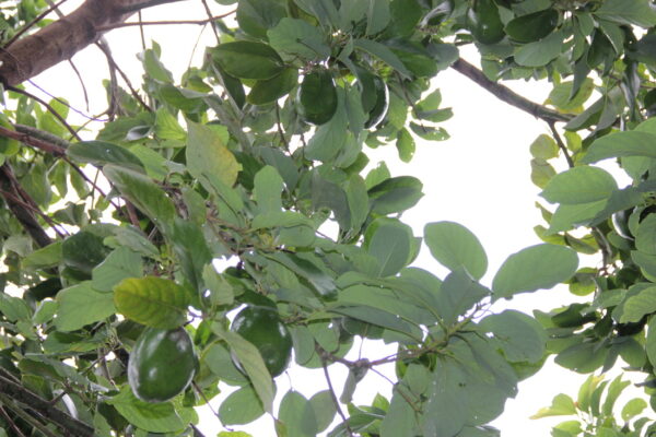 Catalina avocado tree 1