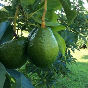 Catalina avocado tree 3