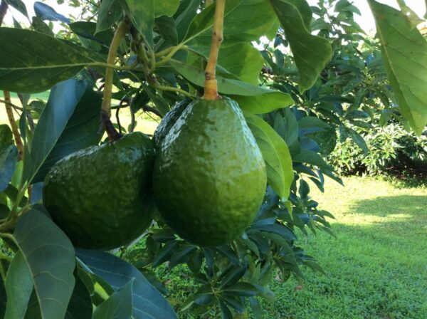 Catalina avocado tree 3