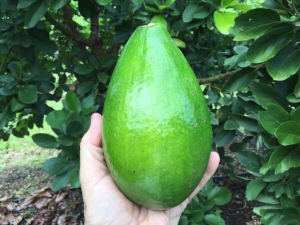 Catalina avocado tree