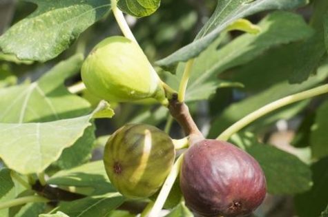 Celeste fig tree