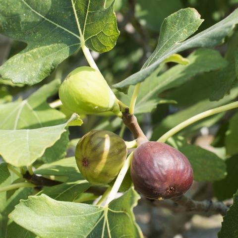 are fresh figs good for dogs