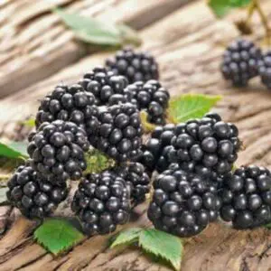 Chester Blackberry Plant 400-1