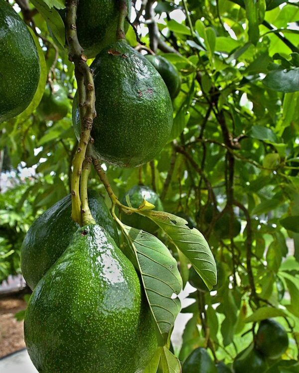 Choquette Avocado tree 3