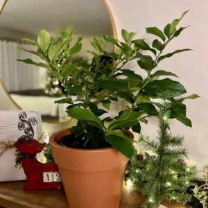 CitrusBush_2_Pot