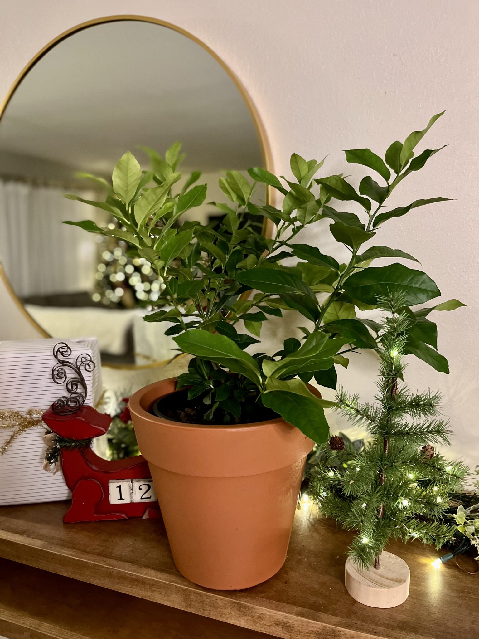 Cocktail Tree - Meyer Lemon / Key Lime (Height: 18 - 26 IN, Shape: Bushy, Add Gift Wrap: Yes)