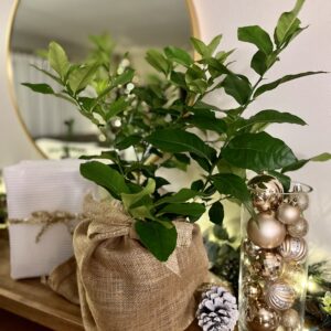 CitrusBush_4_Burlap
