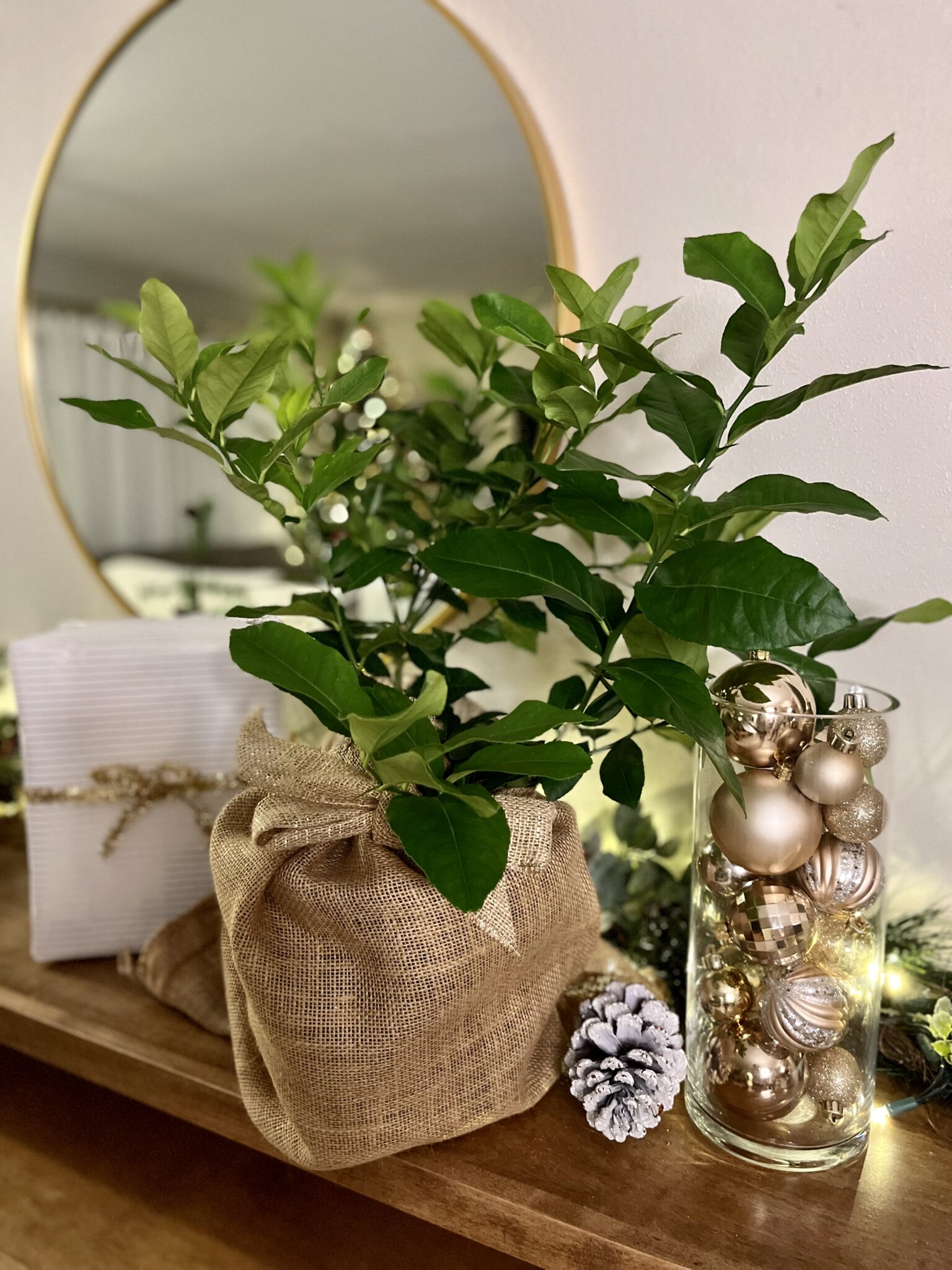 Cocktail Tree - Meyer Lemon / Key Lime (Height: 12 - 16 IN, Shape: Standard, Add Gift Wrap: No)