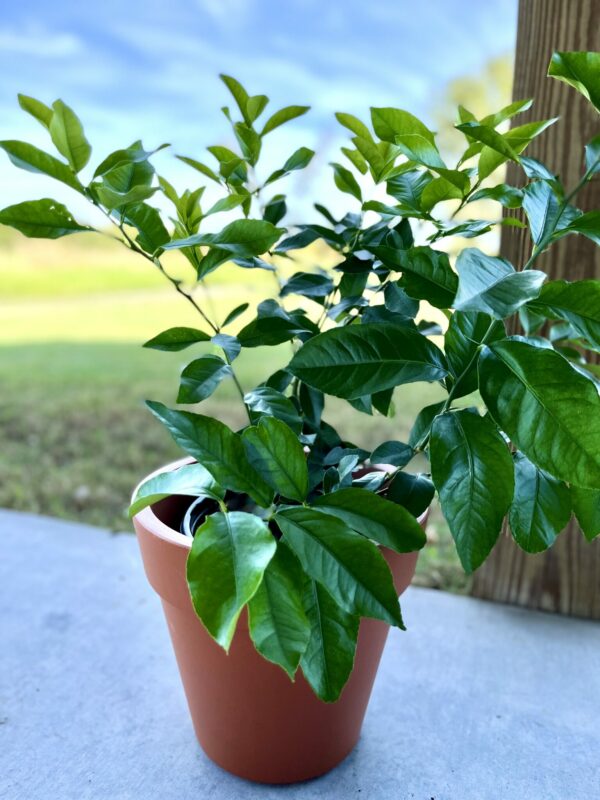 CitrusBush_6_Pot-scaled
