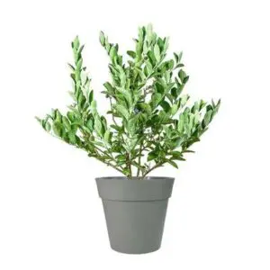 Climax Blueberry Bush 400-1