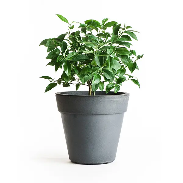 Cocktail Tree - Meyer Lemon / Key Lime (Height: 12 - 16 IN, Shape: Standard, Add Gift Wrap: No)