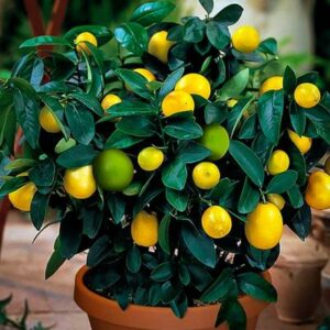 Cocktail Tree – (2 in 1 Meyer Lemon Key Lime Tree) 400-6