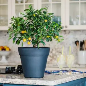 Cocktail Tree - (2 in 1 Meyer Lemon / Persian Lime Tree)