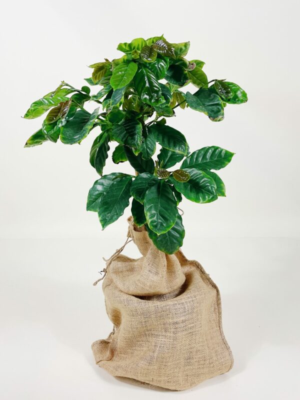 Coffee-Tree-scaled