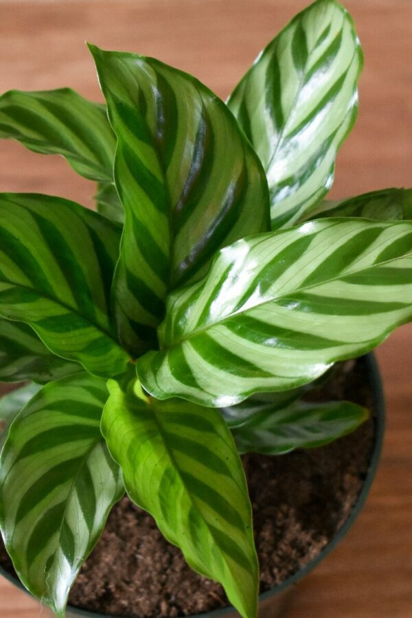 Calathea Green Concinna