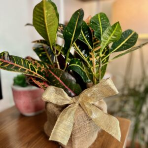 Croton Plant