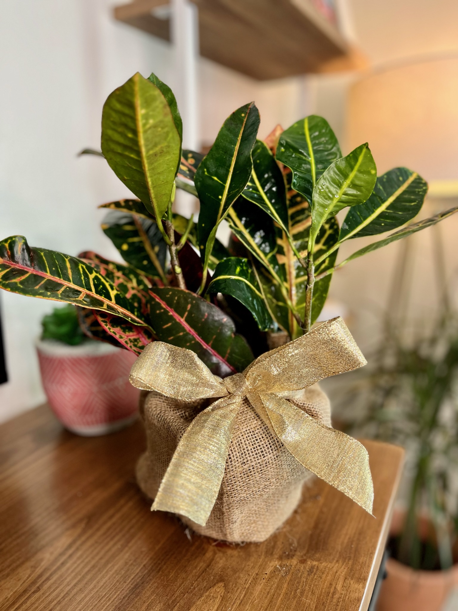 Croton Petra (Pot: Grower Pot, Add Gift Wrap: No)