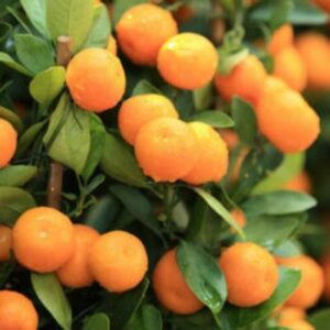 Dancy-Tangerine-Tree-400-1