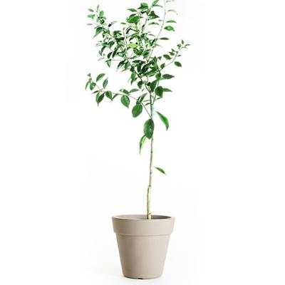 Dancy Tangerine Tree (Height: 3 - 4 FT)