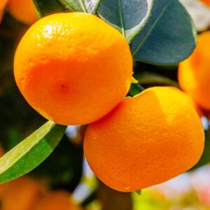 Dancy Tangerine_Tree