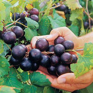 Delicious Muscadine Grape Vine (Height: 8 - 12 IN)