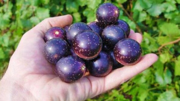 Delicious-Muscadine-Grape-Vine3