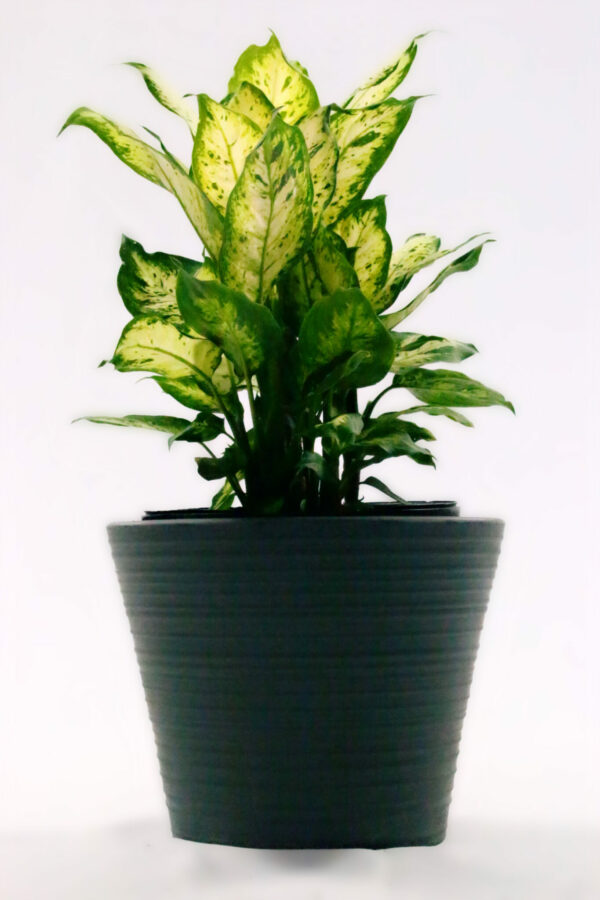 Dieffenbachia Camouflage