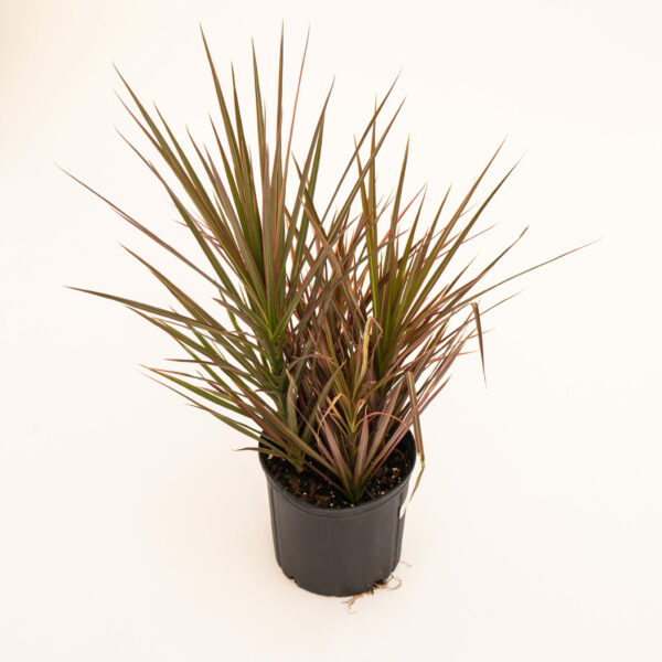 Dracaena-Marginata-Colorama_01-scaled