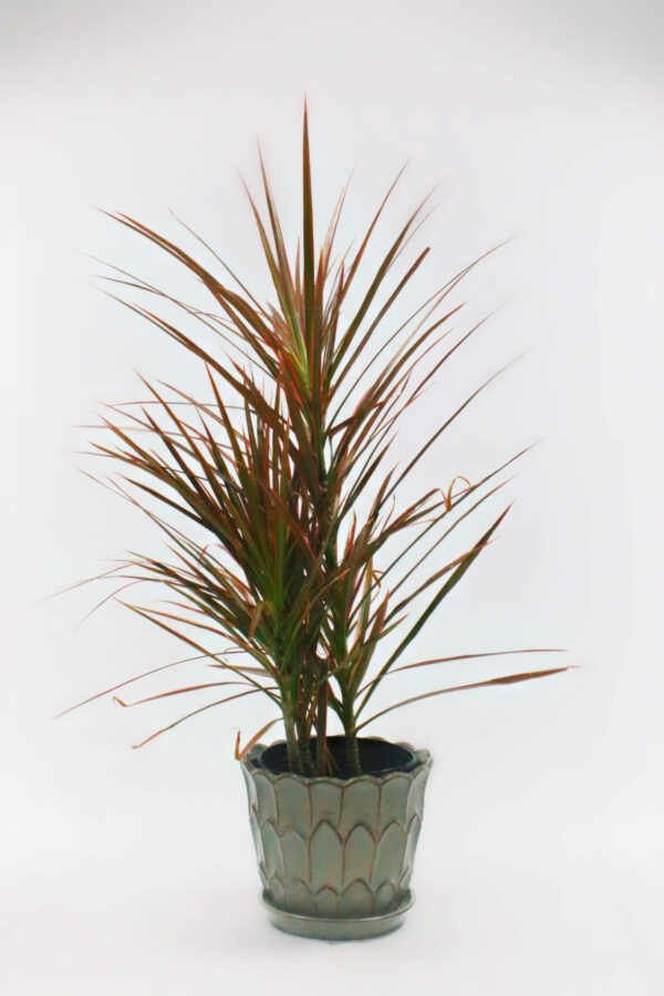 Dracaena-Marginata-Red-Princess-01-scaled