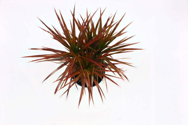 Dracaena-Marginata-Red-Princess-02-scaled