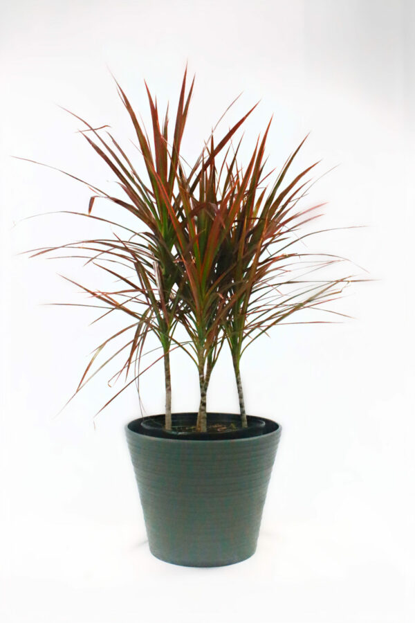 Dracaena - Marginata Red Princess