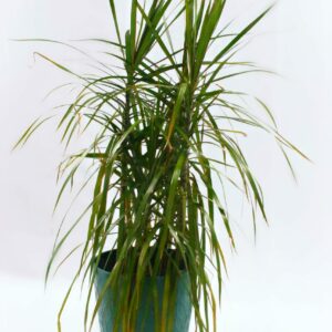 Dracaena - Marginata Green