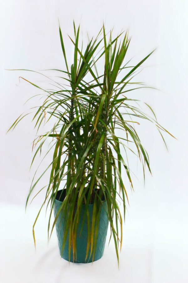 Dracaena - Marginata Green