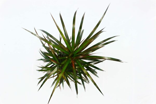 Dracaena-MarginataGreen_1-scaled