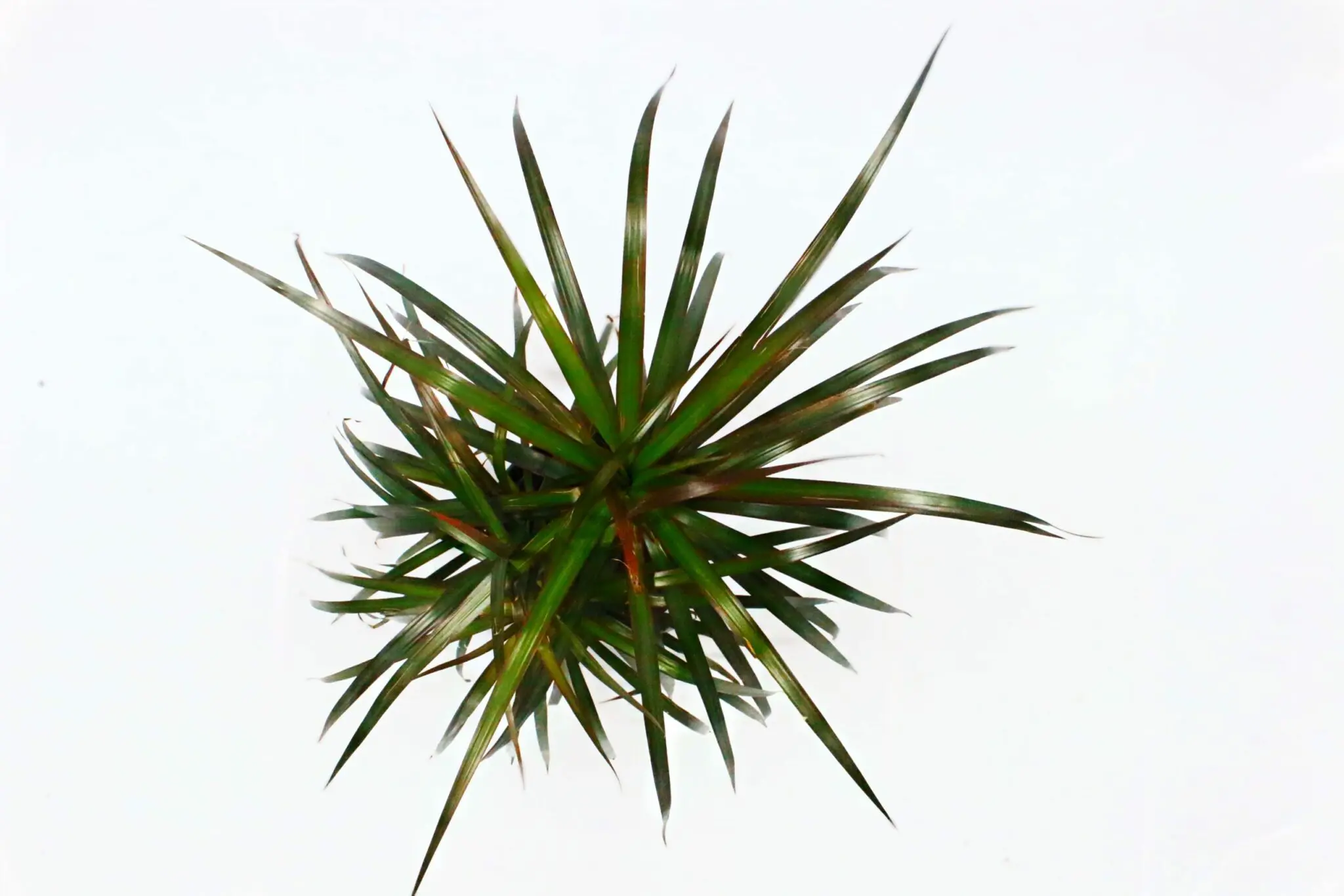 Dracaena - Marginata Green (Pot: Grower Pot)