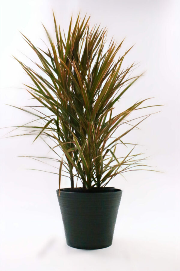 Dracaena - Marginata Magenta