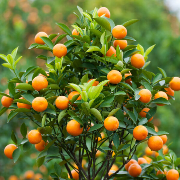 Dwarf-Brown-Select-Satsuma-Tree-03