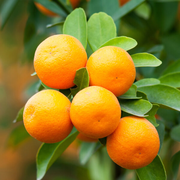 Dwarf-Brown-Select-Satsuma-Tree-04