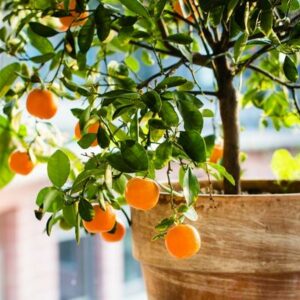 Dwarf-Brown-Select-Satsuma-Tree-400-1