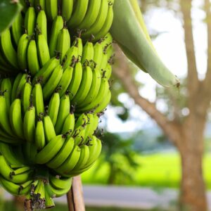 Dwarf-Cavendish_Musa-Banana-Plant-2