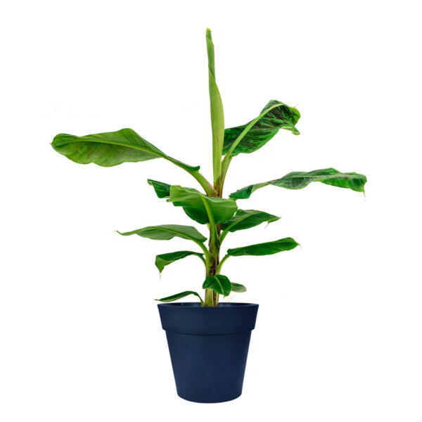 Dwarf-Cavendish_Musa-Banana-Plant-main