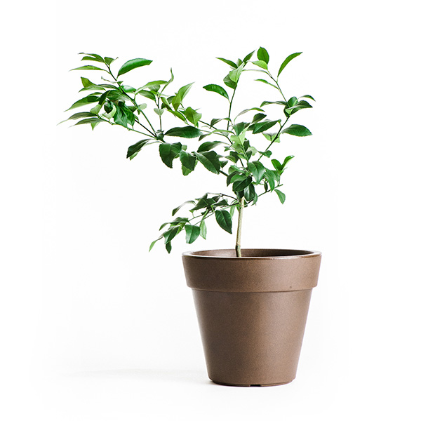 Dwarf Eureka Lemon Tree (Height: 2 - 3 FT, Shape: Standard)